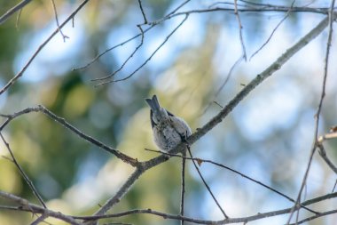 A coal tit sits on a tree branch in cold winter
