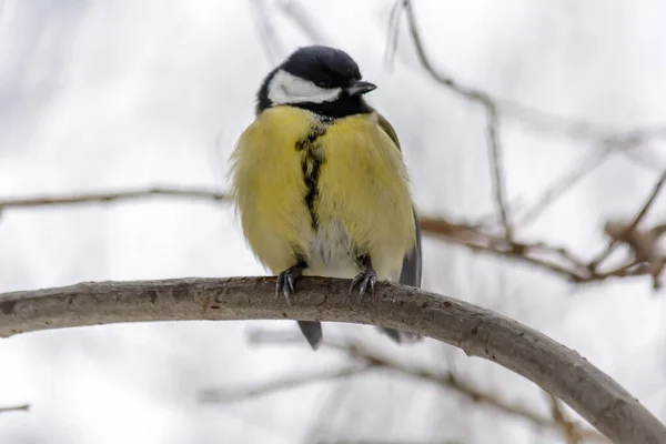 Een Titmouse Zit Een Boomtak Koude Winter — Stockfoto