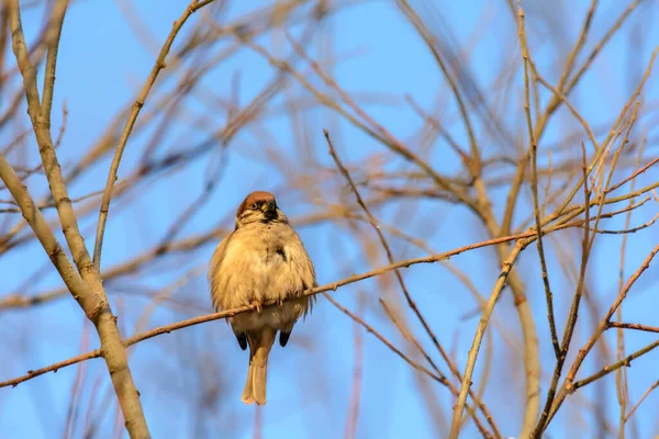 Een Mus Zit Een Boomtak Koude Winter — Stockfoto