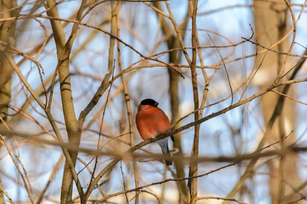 Bullfinch Sits Tree Branch Cold Winter — Stock Photo, Image