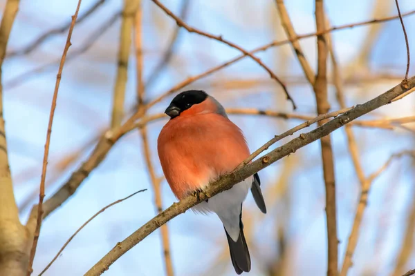 Chardonneret Trouve Sur Une Branche Arbre Hiver Froid — Photo