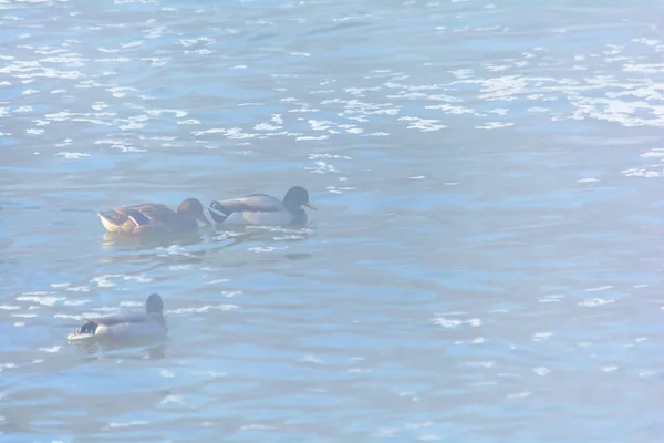 Wild ducks swim in the cold water of an unfrozen river