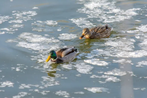 Wild ducks swim in the cold water of an unfrozen river