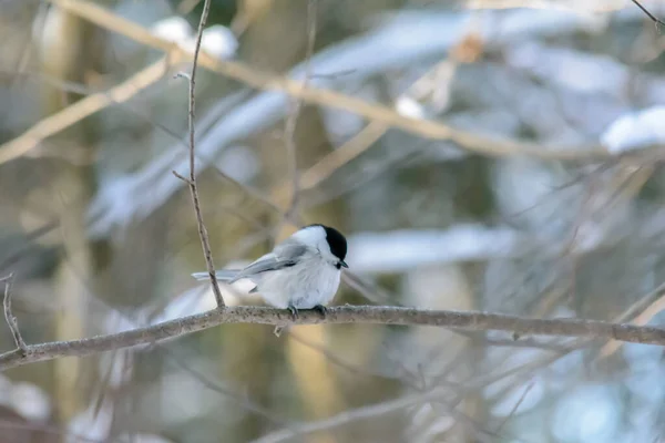 Pollito Sienta Una Rama Árbol Invierno Frío —  Fotos de Stock