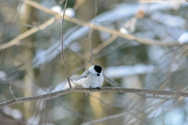 Chickadee Sits Tree Branch Cold Winter — Stock Photo, Image
