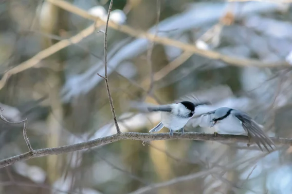 Chickadee Poistuu Puun Oksalta Kylmänä Talvena — kuvapankkivalokuva