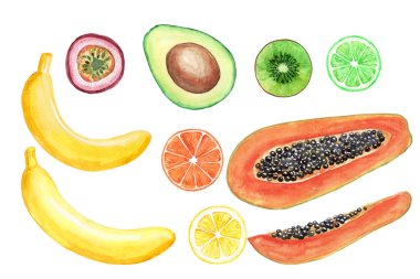 Suluboya tropikal meyveler. El boyaması çizimler: Avokado