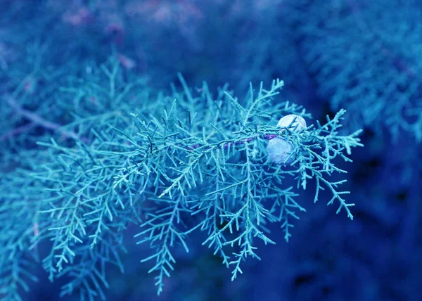 Zbliżenie gałęzi jałowca drzewka.Klasyczny kolor niebieski pantone t — Zdjęcie stockowe