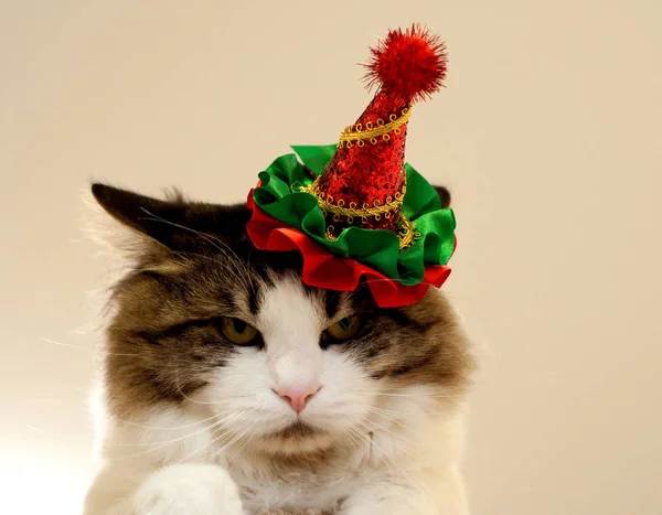 Huiselijke mooie kat in een kerst feestelijke hoed. Fluffy Kuril — Stockfoto