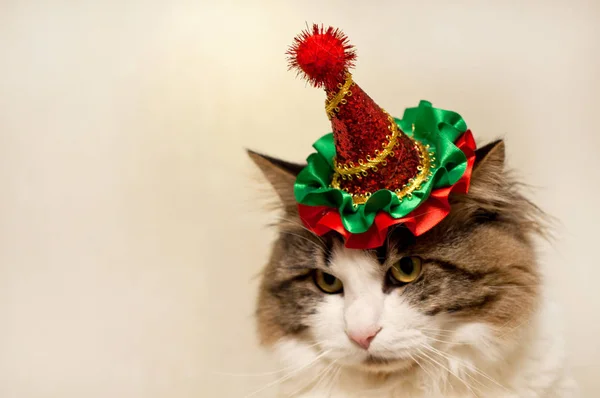 Huiselijke mooie kat in een kerst feestelijke hoed. Fluffy Kuril — Stockfoto