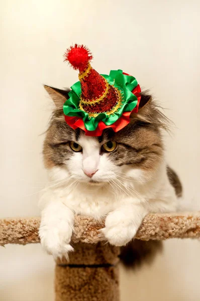 Huiselijke mooie kat in een kerst feestelijke hoed. Fluffy Kuril — Stockfoto