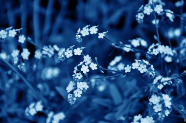 2020 'nin klasik mavi rengi. Demirhanenin küçük mavi çiçekleri