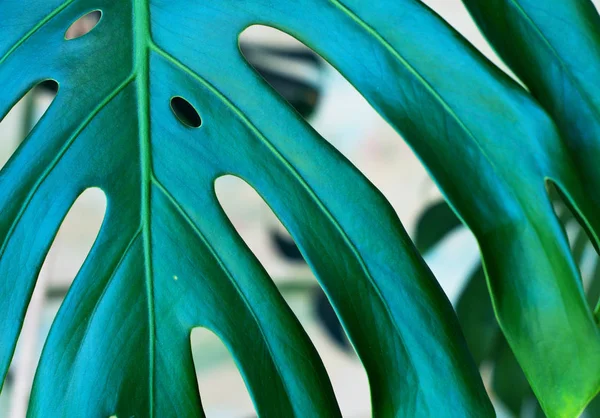 Green leaf of monstera closeup, floral background — Stock Photo, Image