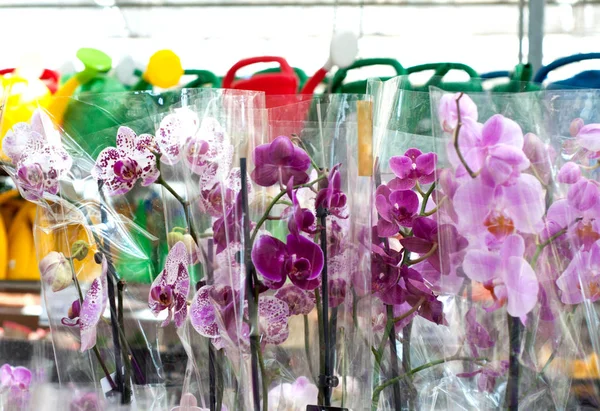 Multi-colored orchids in packages. Tropical plants in a flower s