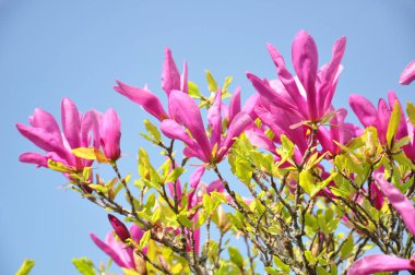Magnolia ağacı çiçek açar. Magnolia Susan, pembe çiçekler. Bahar akışı