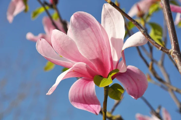 Άνθη μανόλιας. Μανόλια Σούζαν, ροζ λουλούδια. Ροή άνοιξη — Φωτογραφία Αρχείου