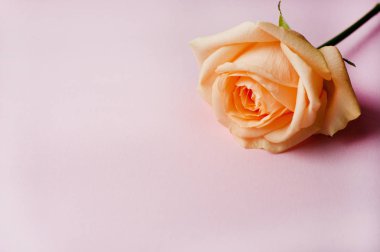 Pembe arka planda bir turuncu gül ve kırmızı kalpler. Sevgililer Günü