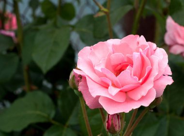 Blooming beautiful pink bush roses in the garden. Spring flower 