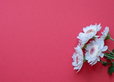 Beautiful white in full bloom on red background. Copy spase.