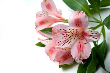 Güzel Alstroemeria çiçekleri. Pembe çiçekler ve yeşil yapraklar