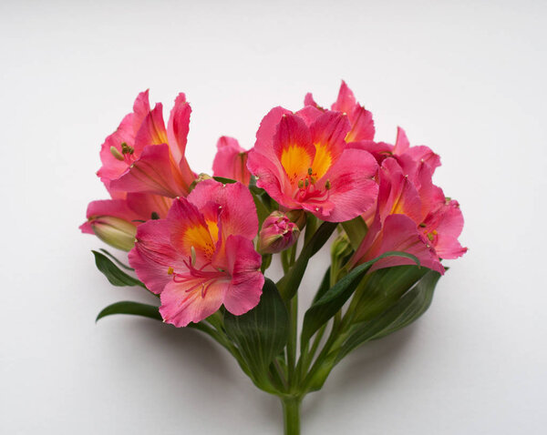 Beautiful Alstroemeria flowers. Pink flowers and green leaves on