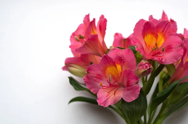 美しいアルストレミアの花。ピンクの花と緑の葉 — ストック写真