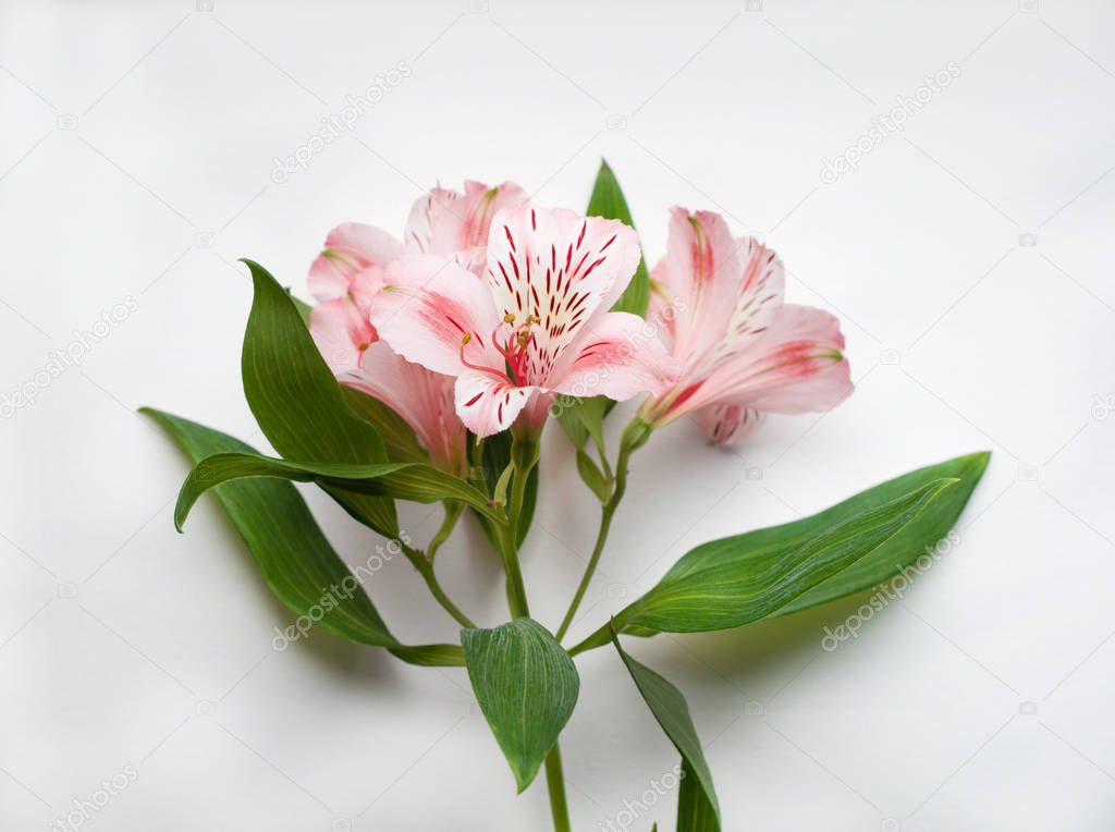 Beautiful Alstroemeria flowers. Pink flowers and green leaves on