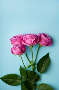 Beautiful pink pion-shaped rose. Bouquet Shrub roses on blue bac
