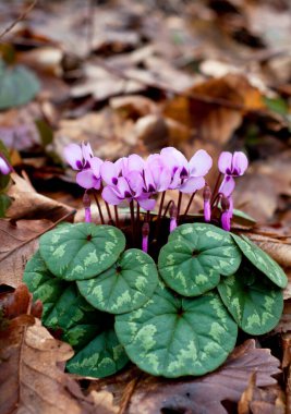 Pembe siklamenlerin bahar çiçekleri. Çuha çiçekleri. Elbiselerini giy. Döngüler 