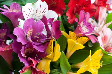Beautiful purple, pink  and yellow alstroemeria flower backgroun