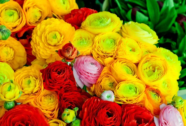 花屋で黄色と赤のランヌースの花束。花 — ストック写真