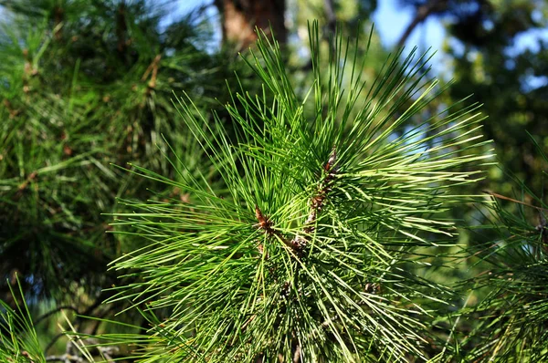 Cabang pinus hijau jarum konifer background closeup . — Stok Foto