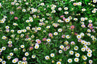 Spring meadow of small flowers. Bright white and pink daisy flow