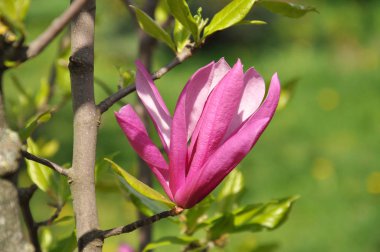 Magnolia ağacı çiçek açar. Magnolia Susan, pembe çiçekler. Bahar akışı