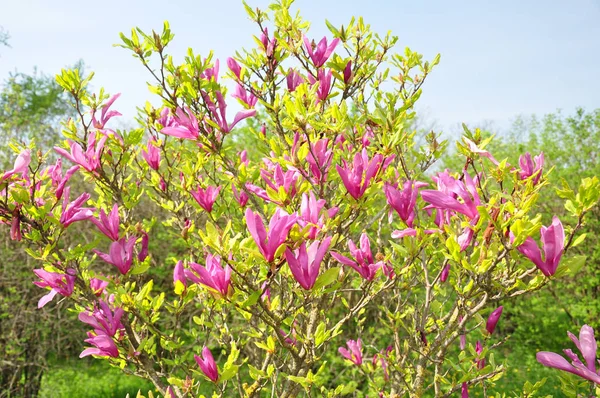 Magnolia susan fotos de stock, imágenes de Magnolia susan sin royalties |  Depositphotos