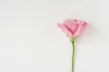 Çiçek açmış güzel pembe östoma çiçeği (lisianthus). Beyaz arka planda bir buket çiçek..