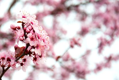 Sakura ya da Hanami mevsimi. Sakura arka planı. Kiraz çiçeği, ağaçta pembe çiçekler. 