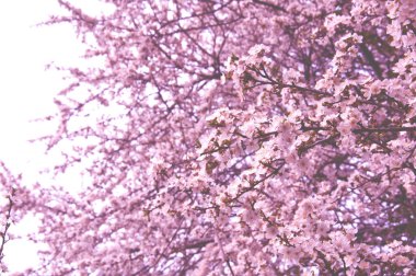 Sakura ya da Hanami mevsimi. Sakura arka planı. Kiraz çiçeği, ağaçta pembe çiçekler. 