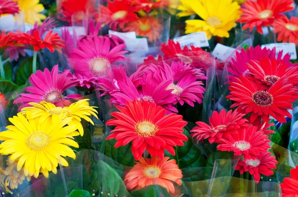 花市場で花を咲かせる色とりどりのガーベラの花々 — ストック写真