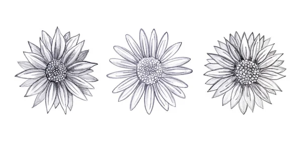 用一根简单的铅笔手绘的一套雏菊花 植物学草图 — 图库照片