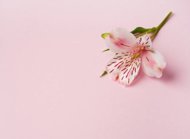 Güzel Alstroemeria çiçekleri. Pembe, beyaz çiçekler ve pembe arka planda yeşil yapraklar. Perulu Lily. Boşluğu kopyala