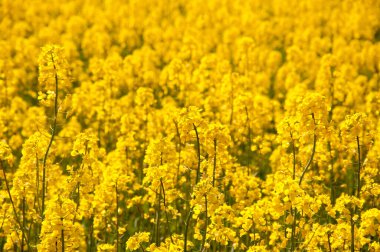 Colza sarı tarla. Doğa. Tarım sektöründe kolza tohumu yetiştiriyor. Brassica Napus. 