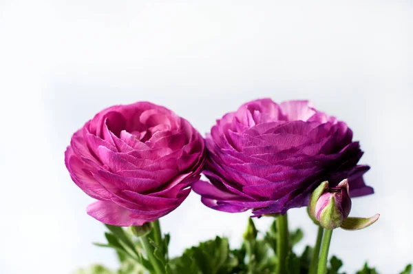 Belles Fleurs Ranunculus Pourpres Rapprochées Sur Fond Blanc Culture Ranunculus — Photo