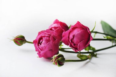 Güzel pembe pion şekilli gül. Buket çalısı gülleri.