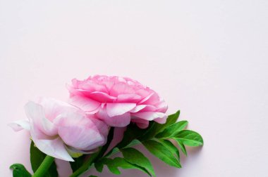 Pembe arka planda güzel pembe ranunculus çiçekleri. Boşluğu kopyala