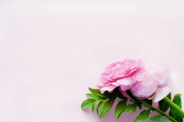 Pembe arka planda güzel pembe ranunculus çiçekleri. Boşluğu kopyala