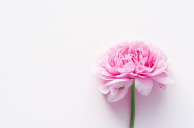 Pembe arka planda güzel pembe bir ranunculus çiçeği. Boşluğu kopyala