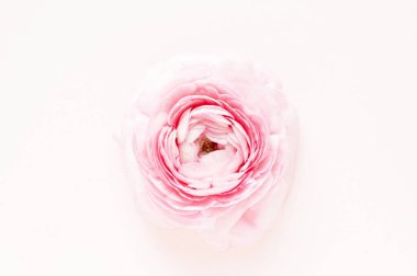Pembe arka planda güzel pembe ranunculus çiçeği. 