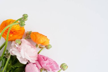 Beyaz arka planda turuncu ve pembe renkte güzel bir buket ranunculus çiçeği. Çiçekler ve tomurcuklar. Metin için alanı kopyala