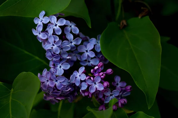 Hermosa Rama Lila Sobre Fondo Hojas Verdes Primavera Flores Lila —  Fotos de Stock